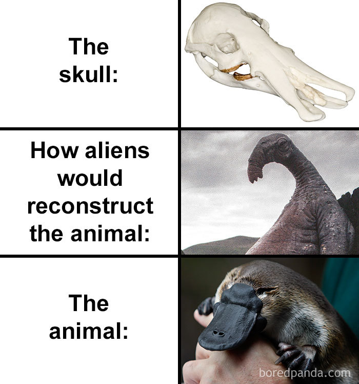 Skull-How-Aliens-Would-Reconstruct-Animal-Meme