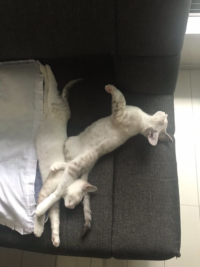 Weird-Position-Lying-Cats-Pics