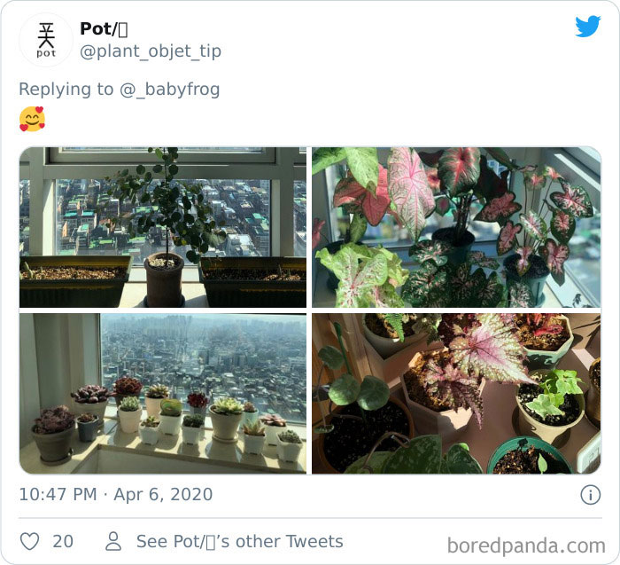 Plants-Obsession-Illustration-Cecile-Dormeau