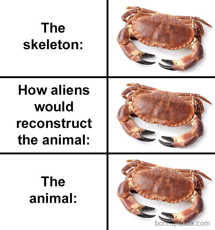 Skull-How-Aliens-Would-Reconstruct-Animal-Meme