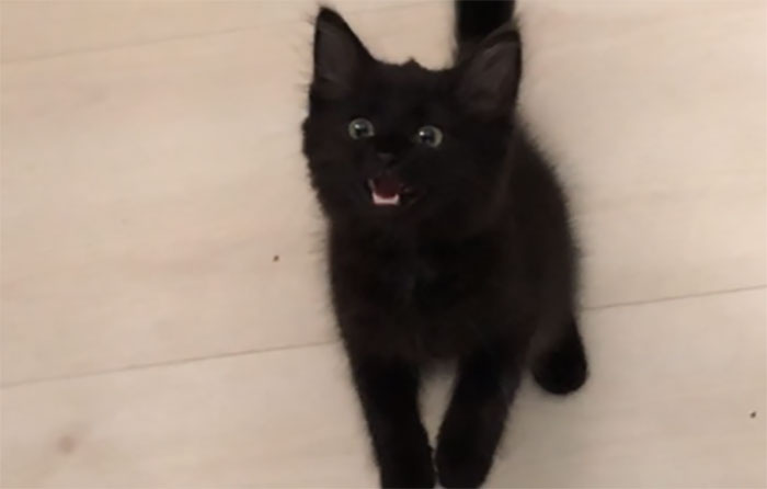 This Is Millie, Millie Has Yet To Understand How To Pronounce ‘Meow’