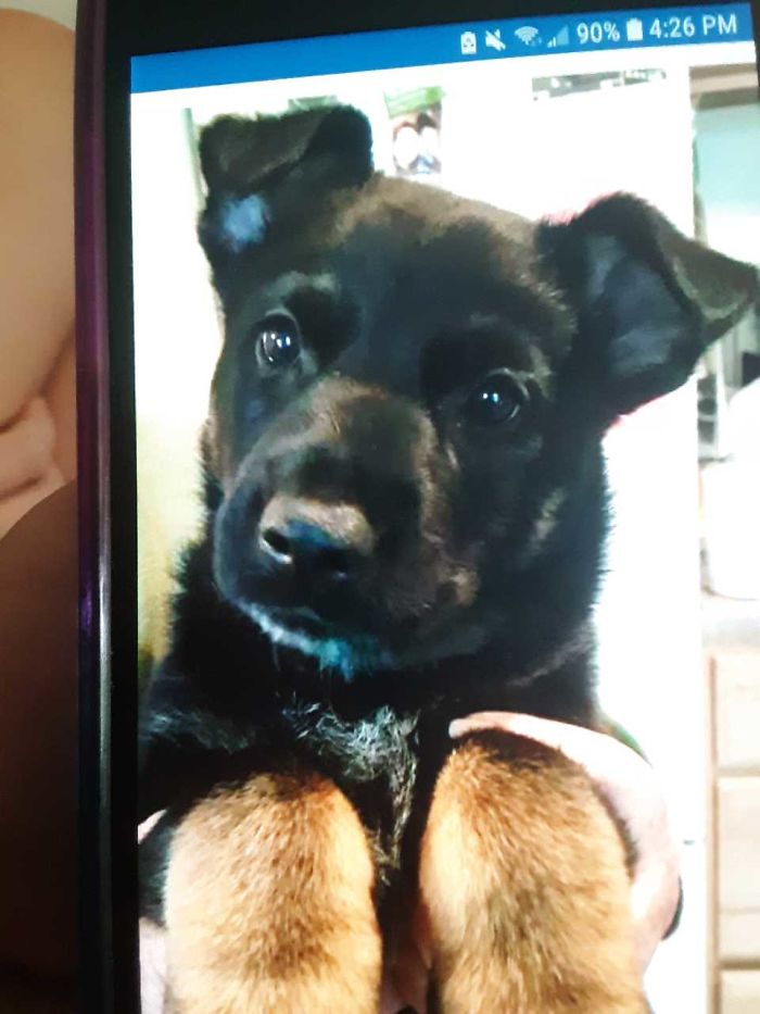 Little Duke 8 Weeks Old Aww