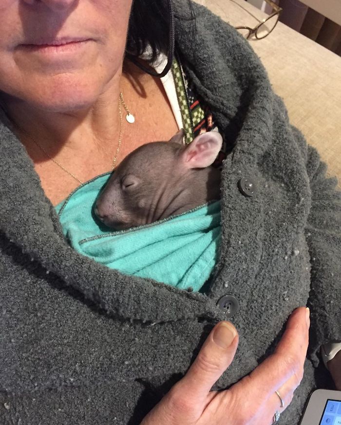 An Orphaned Baby Wombat Was Found In Her Dead Mother's Pouch Weighing Just 120 Grams, Got Rescued