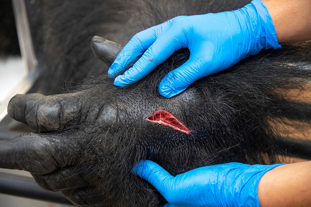 gorilla-immobilized-takes-corona-swab-test-zoo-miami gorilla-immobilized-takes-corona-swab-test-zoo-miami