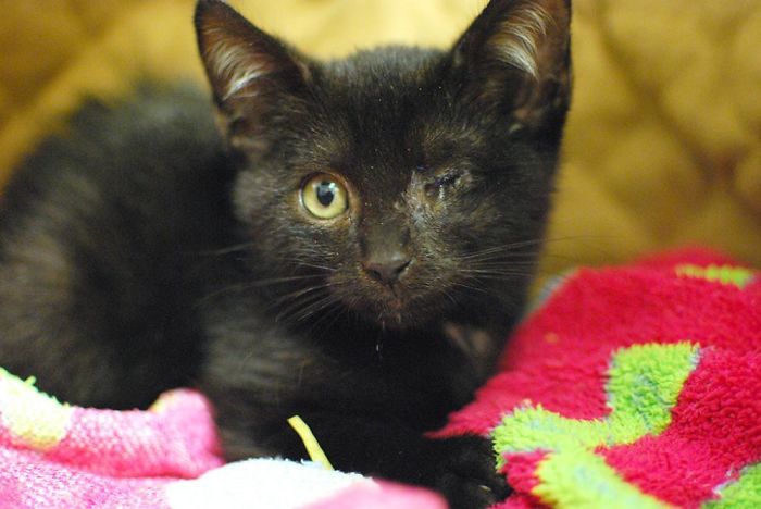 My Boy When He Was Still In A Shelter