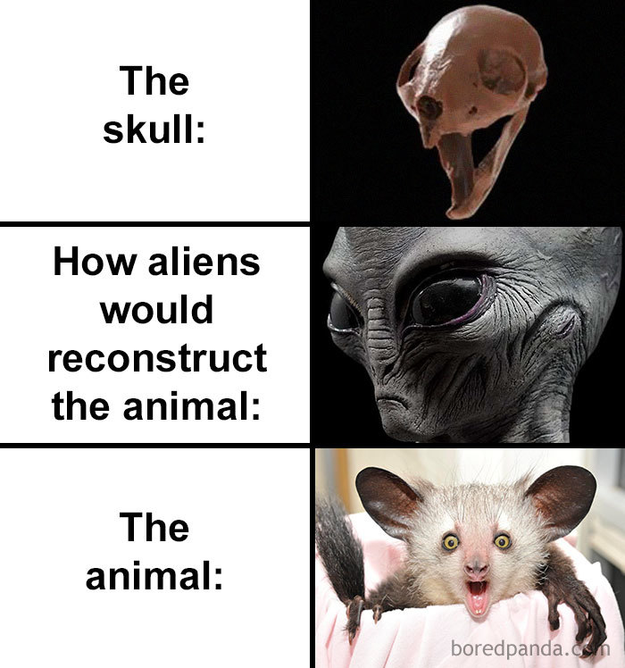 Skull-How-Aliens-Would-Reconstruct-Animal-Meme