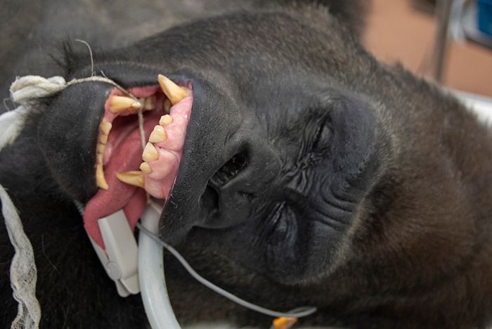 Images Of 433-Pound Gorilla Taking A COVID-19 Swab Test, Among Other Procedures, Got The Internet Buzzing (25 Pics) Images Of 433-Pound Gorilla Taking A COVID-19 Swab Test, Among Other Procedures, Got The Internet Buzzing (25 Pics)