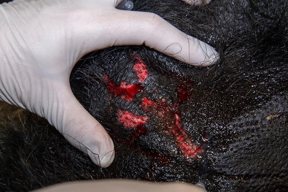 gorilla-immobilized-takes-corona-swab-test-zoo-miami