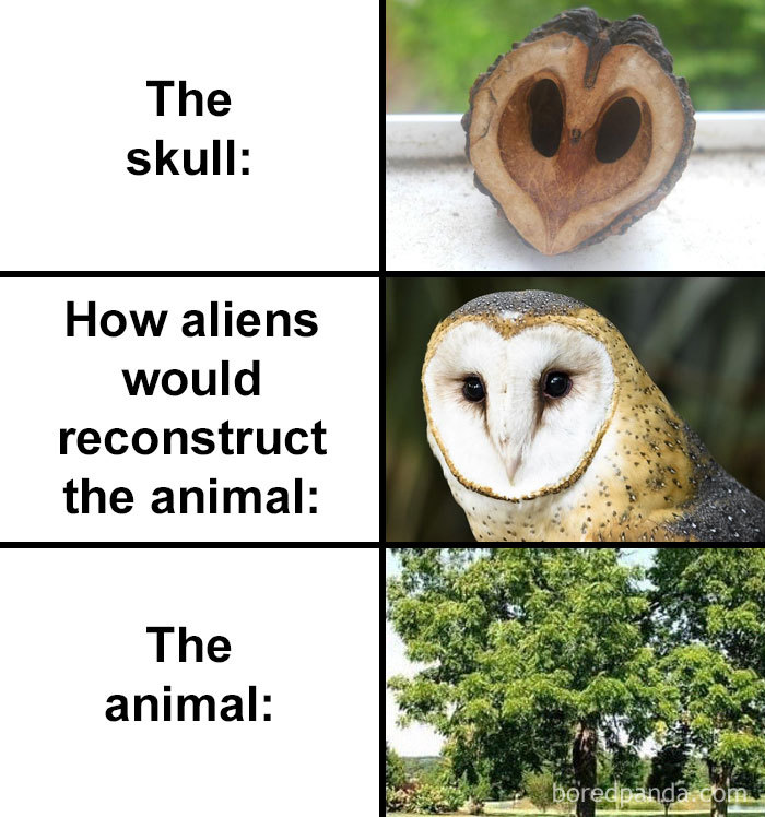 Skull-How-Aliens-Would-Reconstruct-Animal-Meme