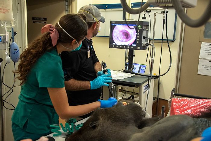 Images Of 433-Pound Gorilla Taking A COVID-19 Swab Test, Among Other Procedures, Got The Internet Buzzing (25 Pics)