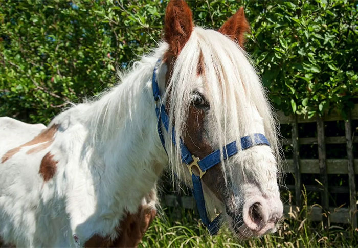 Volunteers 'Shocked' To See This 'Dead' Horse Still Alive Nurse It Back To Health And The Transformation Is Incredible