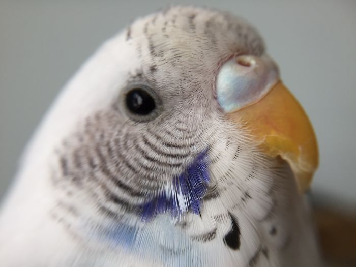 Ruth Bader Ginsbird (Ruthie For Short)