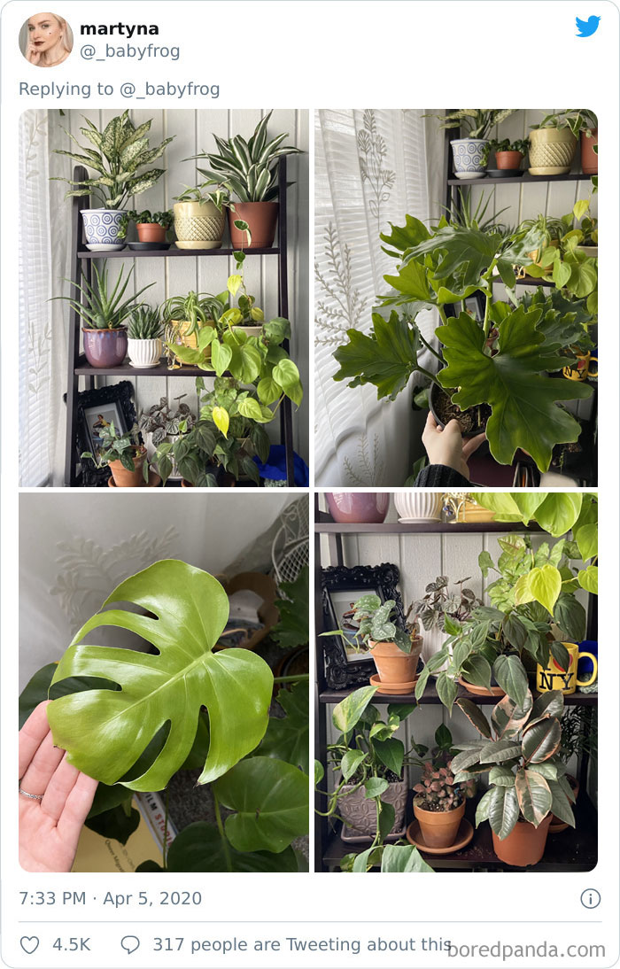 Plants-Obsession-Illustration-Cecile-Dormeau