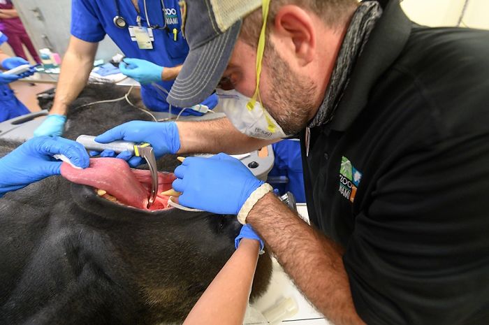 Images Of 433-Pound Gorilla Taking A COVID-19 Swab Test, Among Other Procedures, Got The Internet Buzzing (25 Pics) Images Of 433-Pound Gorilla Taking A COVID-19 Swab Test, Among Other Procedures, Got The Internet Buzzing (25 Pics)