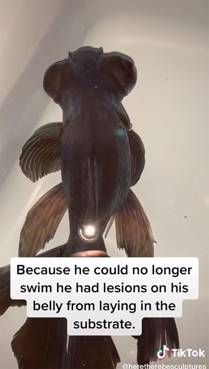 Dying, Neglected 10-Year-Old Goldfish Gets Returned To A Petstore, So This Person Nurses It Back To Health Dying, Neglected 10-Year-Old Goldfish Gets Returned To A Petstore, So This Person Nurses It Back To Health