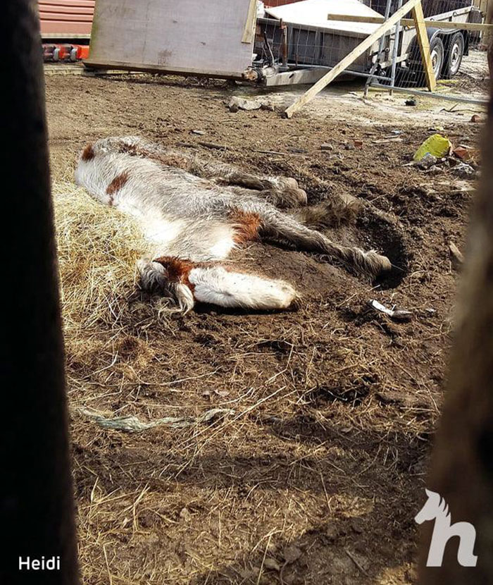 Volunteers 'Shocked' To See This 'Dead' Horse Still Alive Nurse It Back To Health And The Transformation Is Incredible