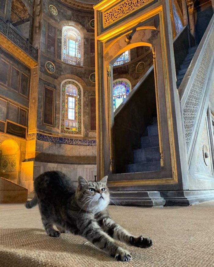 Hagia-Sophia-Cat