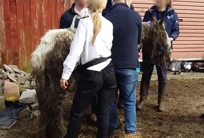 Volunteers 'Shocked' To See This 'Dead' Horse Still Alive Nurse It Back To Health And The Transformation Is Incredible