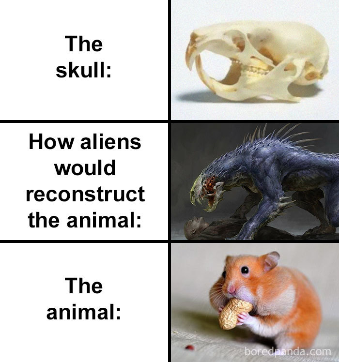 Skull-How-Aliens-Would-Reconstruct-Animal-Meme