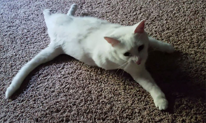 Deaf Cat Doesn't Know When We're Home Until We Touch Him.