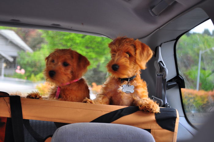 Our Schnoodle Babies Poking Out Of The Top Of Their Carrier During A Car Ride.