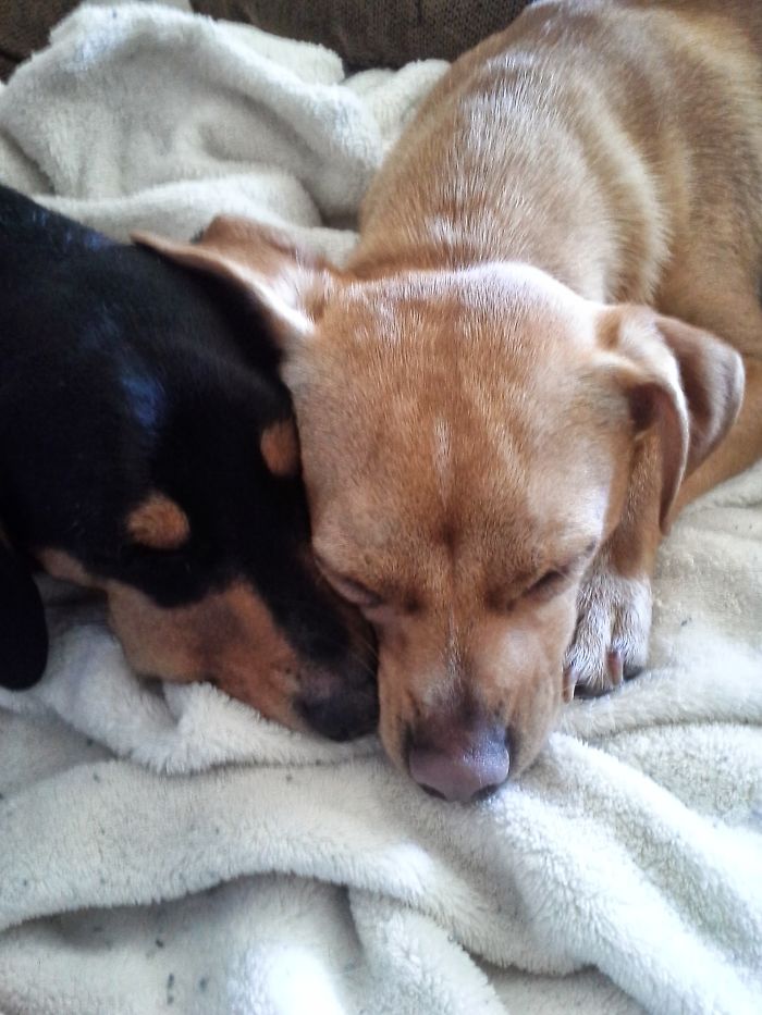 We Got Two Rescues Within Six Months Of Each Other. First, Sammy, Then Lennon. Here Is Our 6th Month Old Doxy Rescue, Sammy, Comforting And Welcoming His New Rescue Chi Brother, Lennon, Into His New Forever Home. This Was 9 Years Ago!