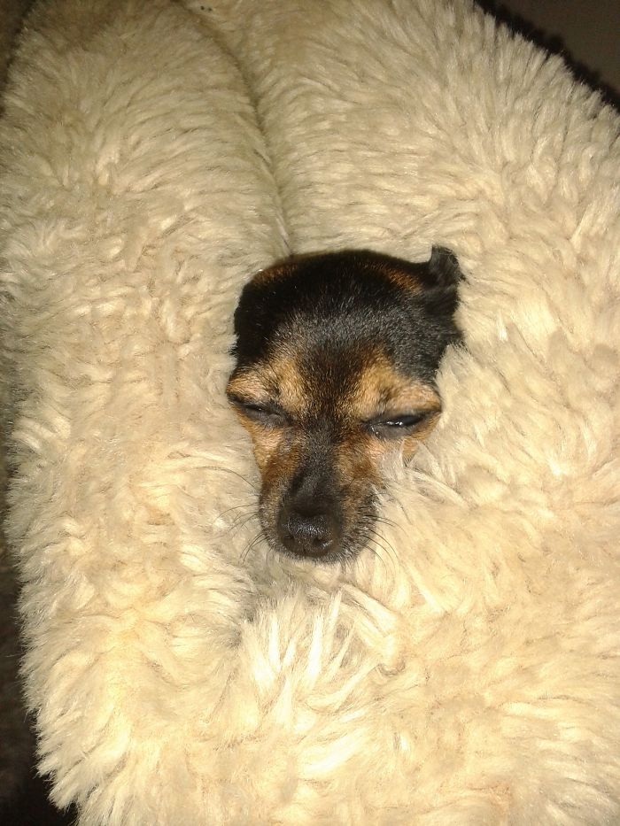 My Support Dog Dogtanyan, Loves To Hide In Anything Soft