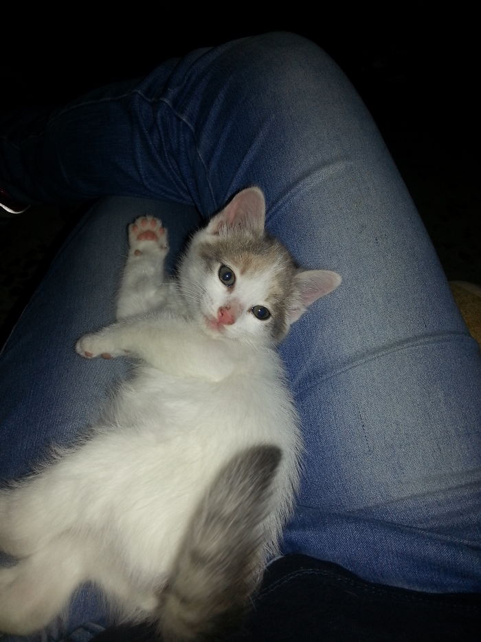 My Former Kitty. Stayed With Me For A While Before He Left Me. 😢