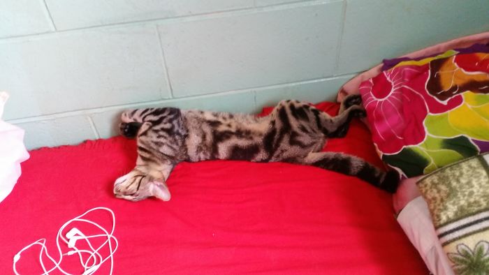 Lenny Loves Napping Totally Stretched Out.