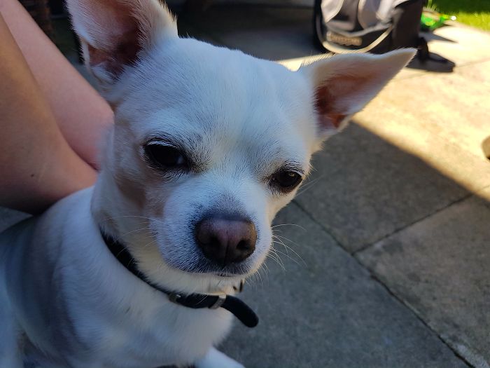 Henry, Our Little Chi-Apso Or Lhasa-Huahua (Which I Prefer)