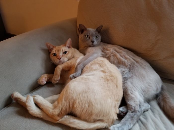 These Brothers Are Inseparable. Love!