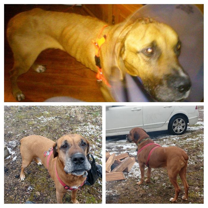 The Day After We Found Hoover Roaming Around A Rural Road vs. Hoover After A Few Months Of Love And Care. He Was A Great Addition To Our Family.