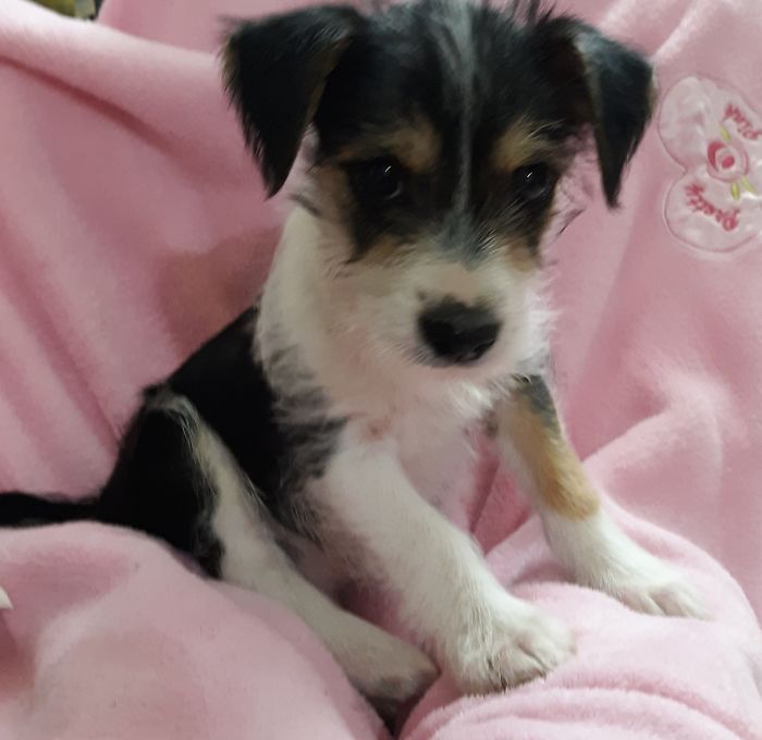 Tthis Is Lacey At 3 Months Old. Still A Sweetheart