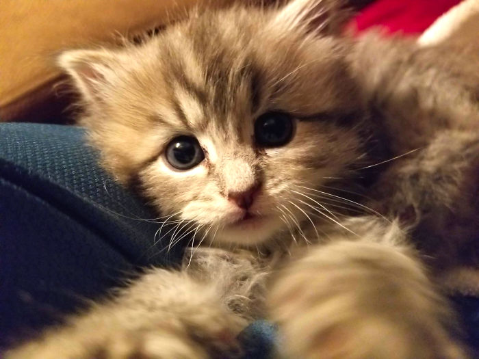 My 4 Week Old Trace After A Bottle Feeding And Some Play Time.