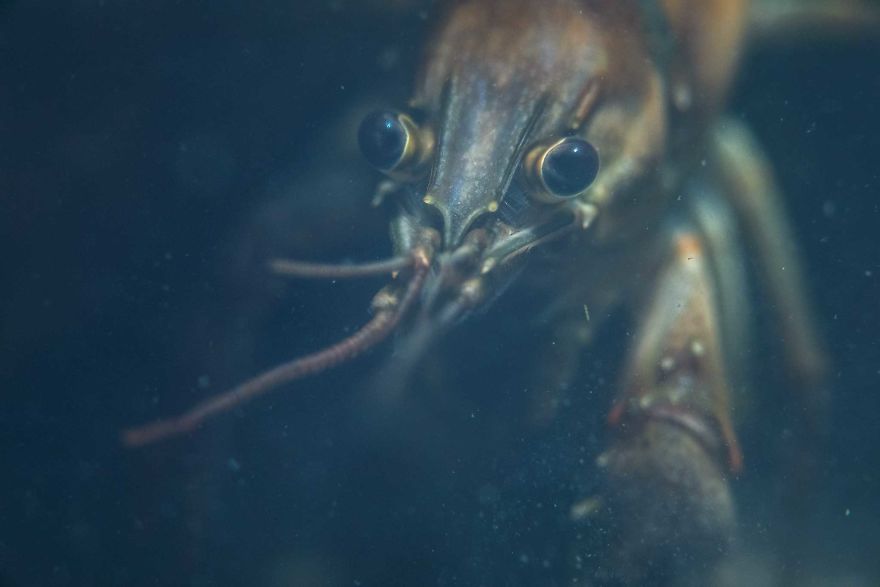 I Capture Crawdad Portraits In My Backyard