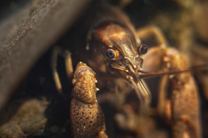 I Capture Crawdad Portraits In My Backyard