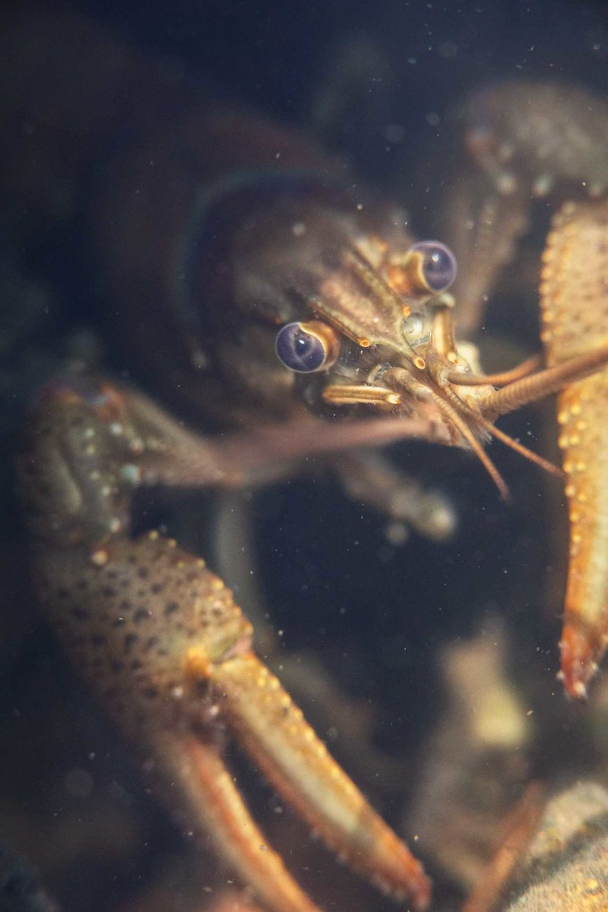 I Capture Crawdad Portraits In My Backyard