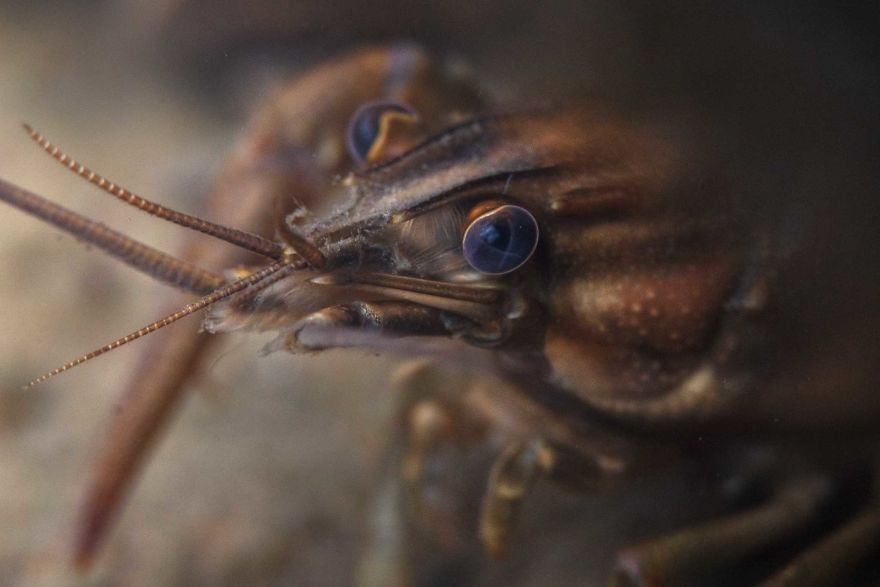 I Capture Crawdad Portraits In My Backyard