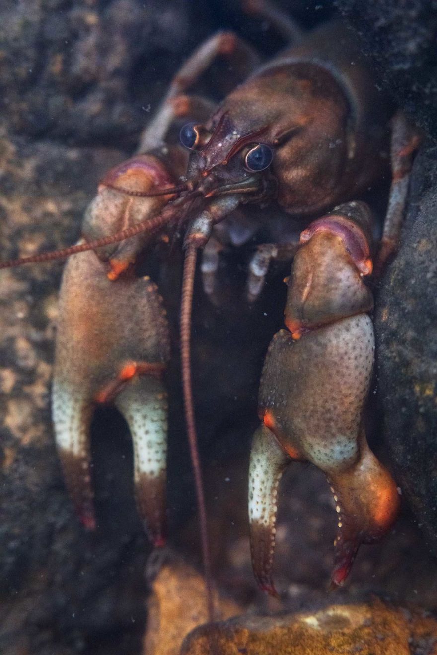 I Capture Crawdad Portraits In My Backyard