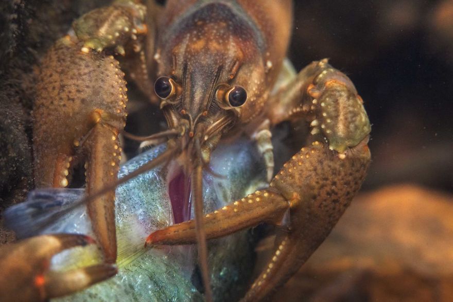 I Capture Crawdad Portraits In My Backyard