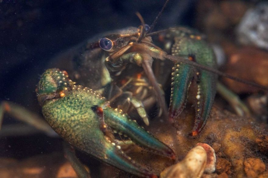 I Capture Crawdad Portraits In My Backyard