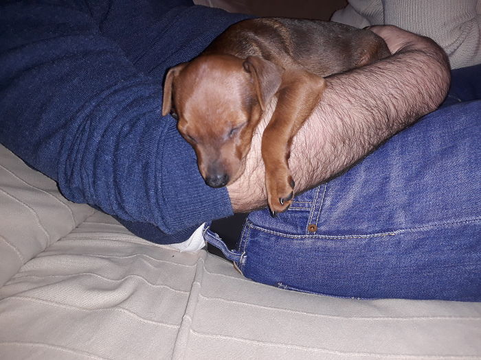 He Just Slept The Moment I Took Him Into My Hands. 7 Months Later, He Still Prefers Sleeping Like That...