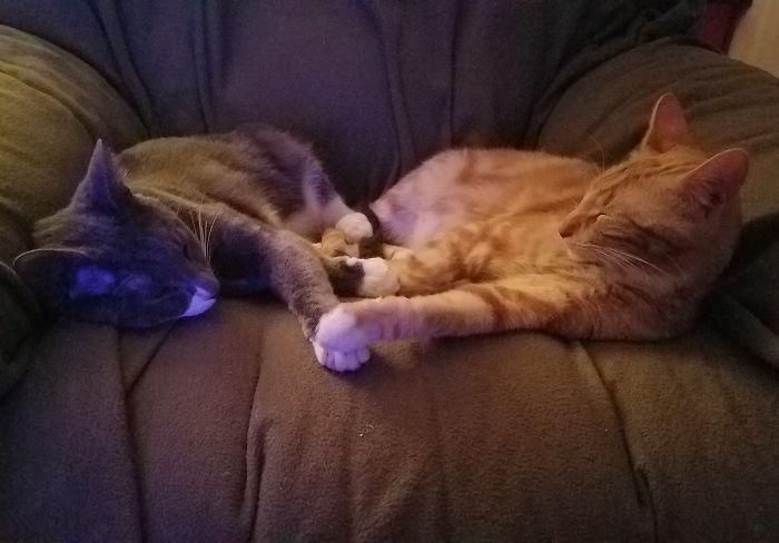 The Listing For These Two Said They Had To Be Adopted Together. I Think You Can See Why.