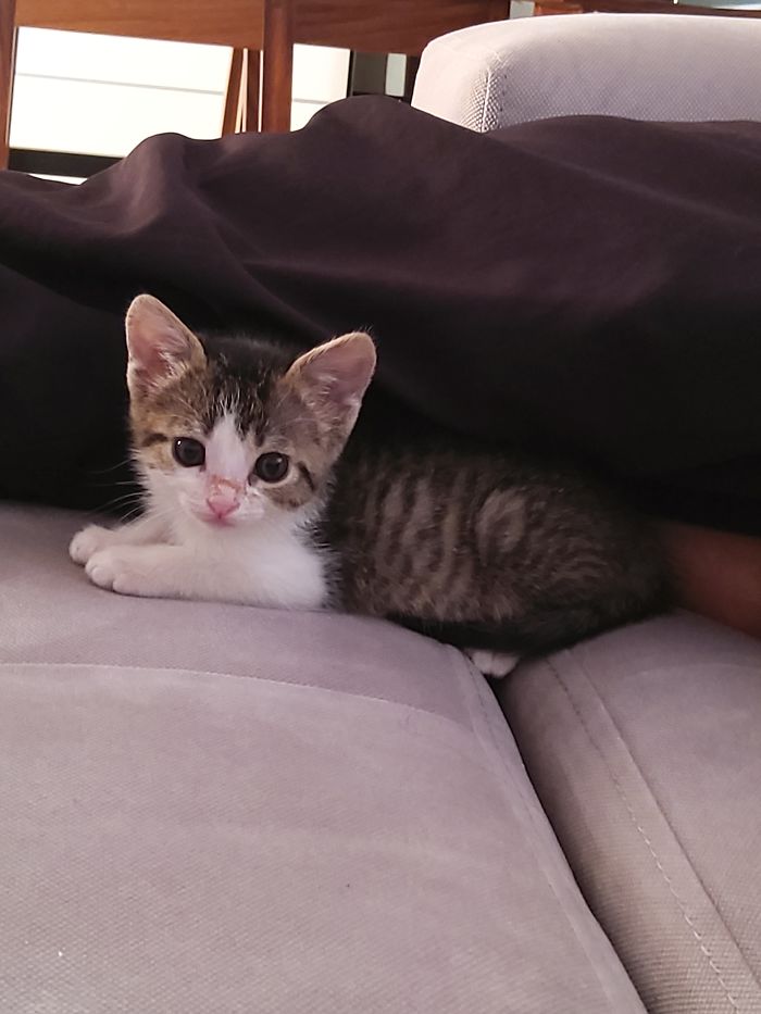 Lola My Lovely Kitten