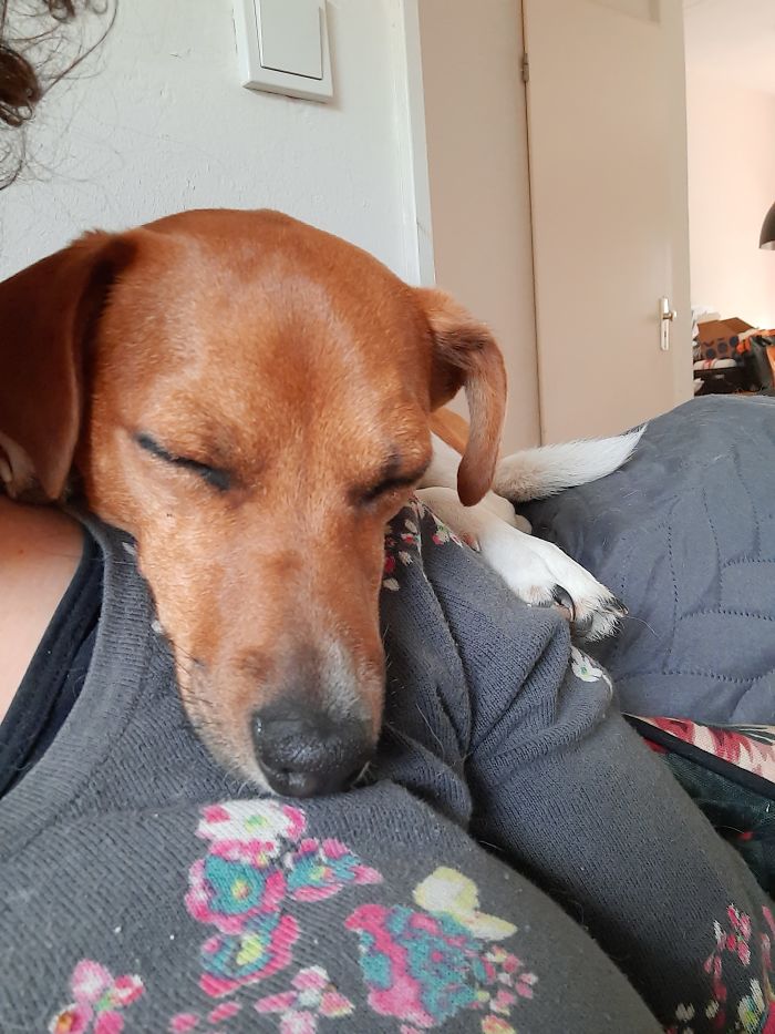 This Is How Berne Loves To Sleep.