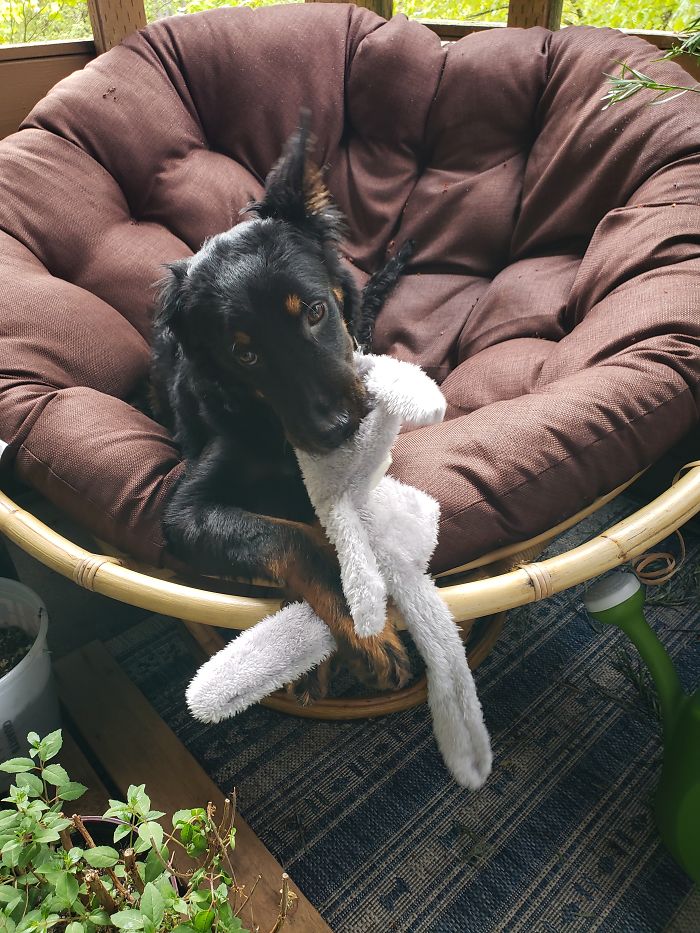 From A Stray In Hot And Humid Texas To A Family's Good Boy In The Pnw.
