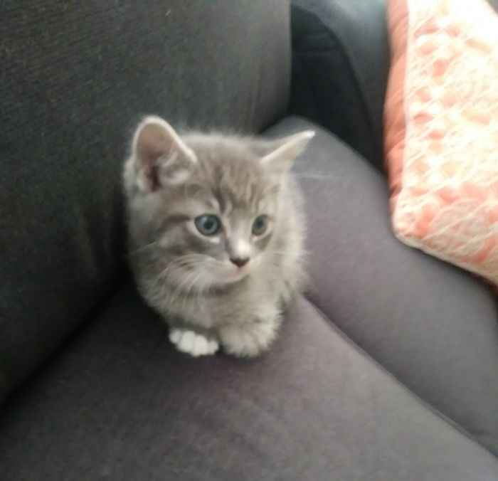 Mochi At 5 Weeks, On The Day We Brought Him Home