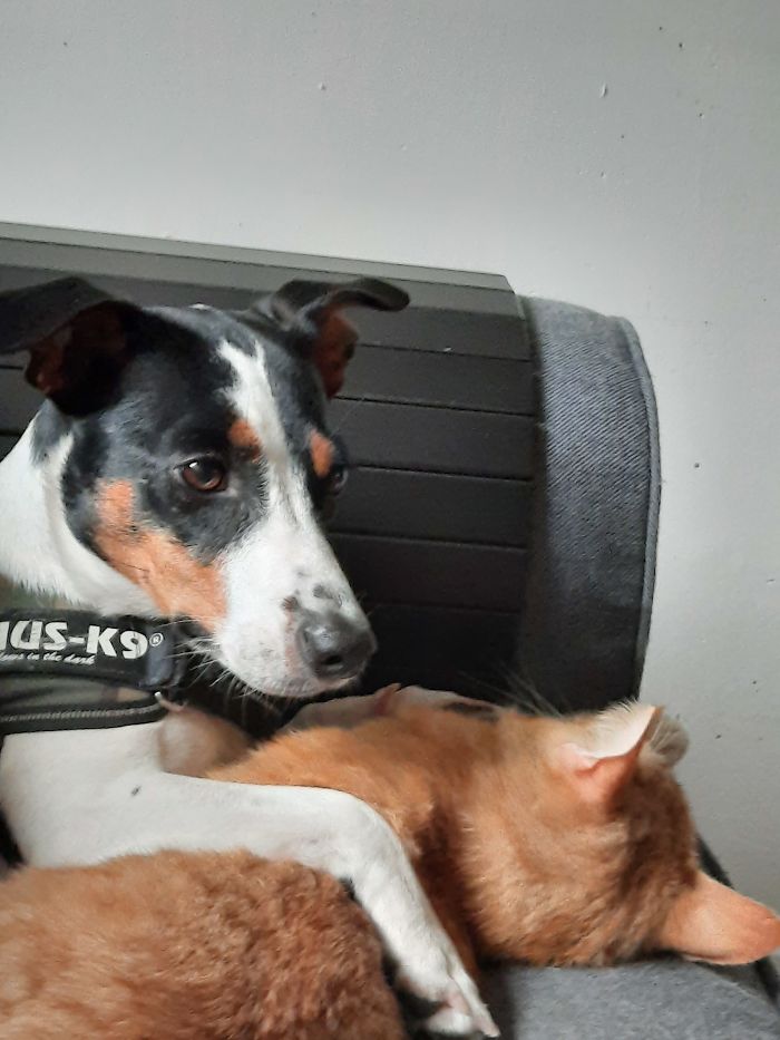 Doggo Saartje, With Our Cat Kareltje De Grote