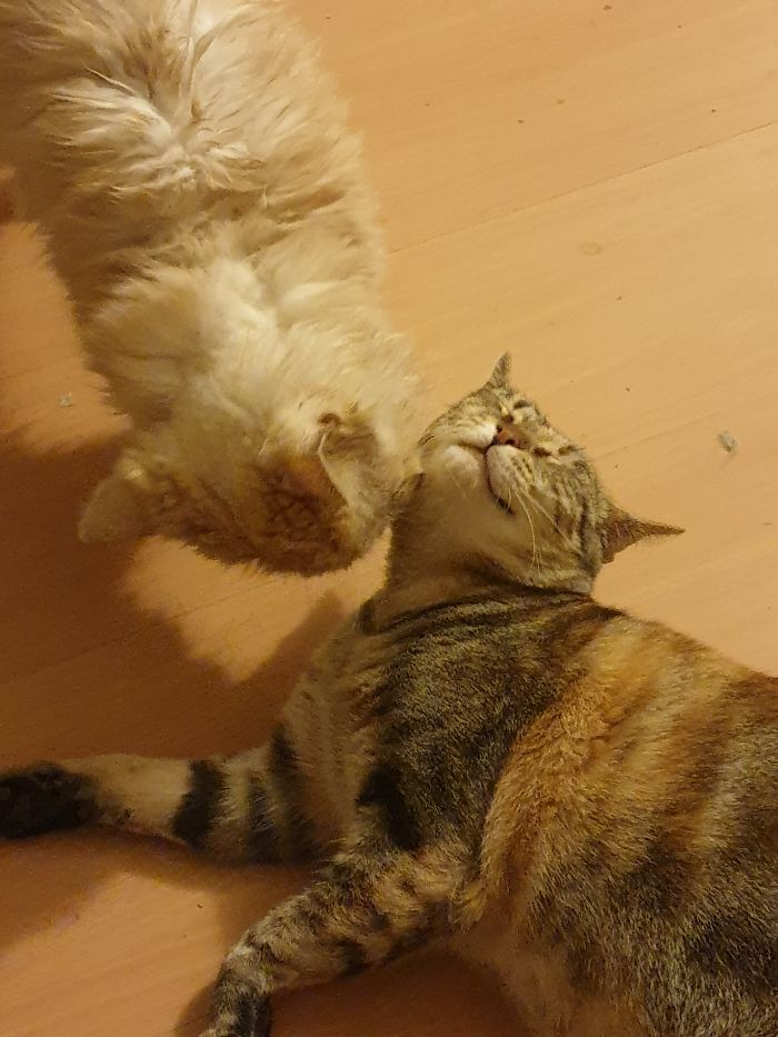 Inconditional Love...