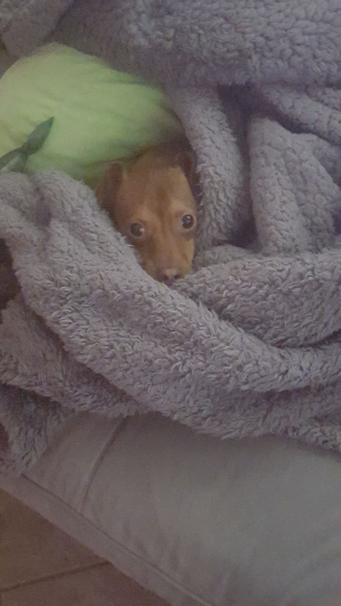 Jb, About 2 Years Old Now. He Was Completely Bald When We Got Him.